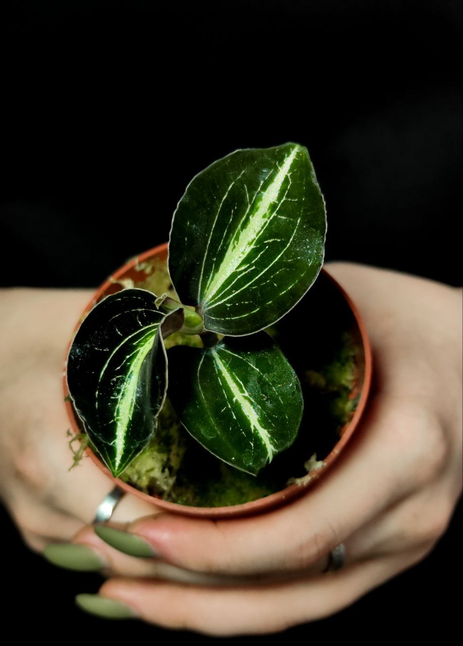 Орхидея Драгоценная Карма Эмбер (Jewel Orchid Karma Amber) D7см
