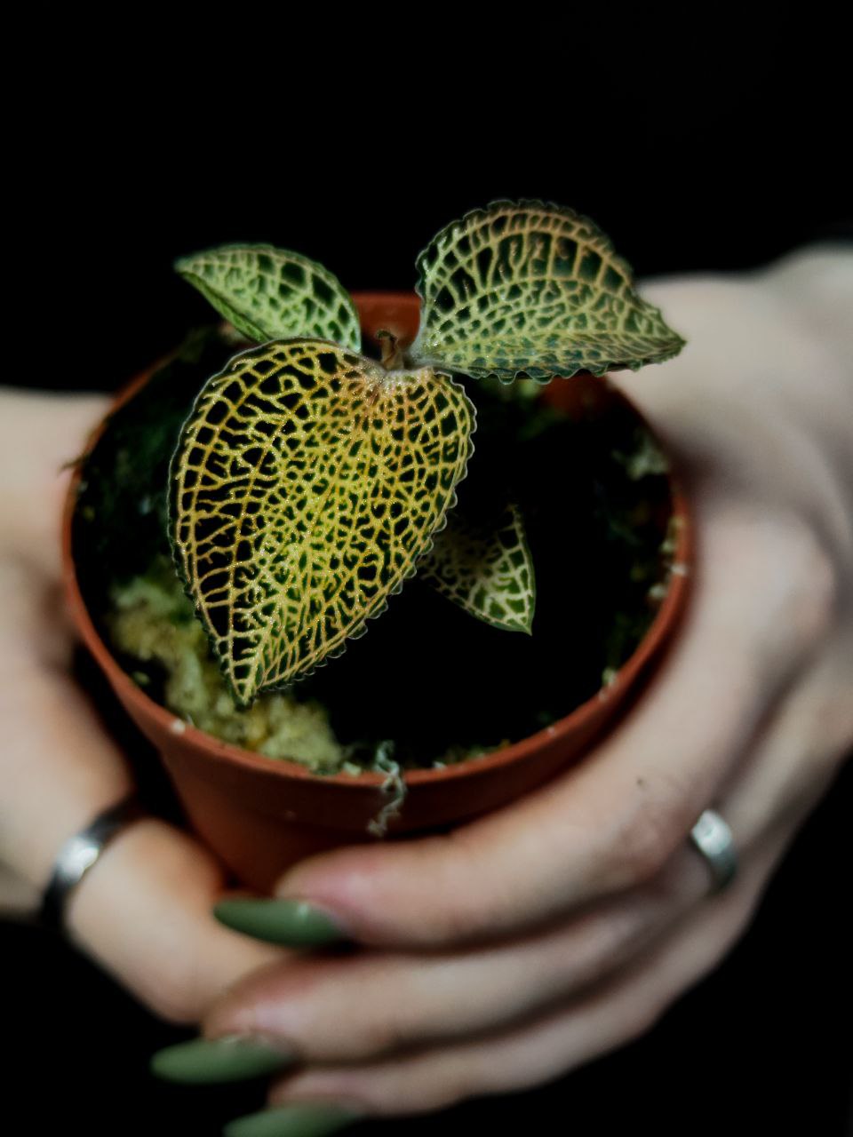 Орхидея Драгоценная Макодес Петола Топаз (Jewel Orchid Macodes Petola Topaz) D7см