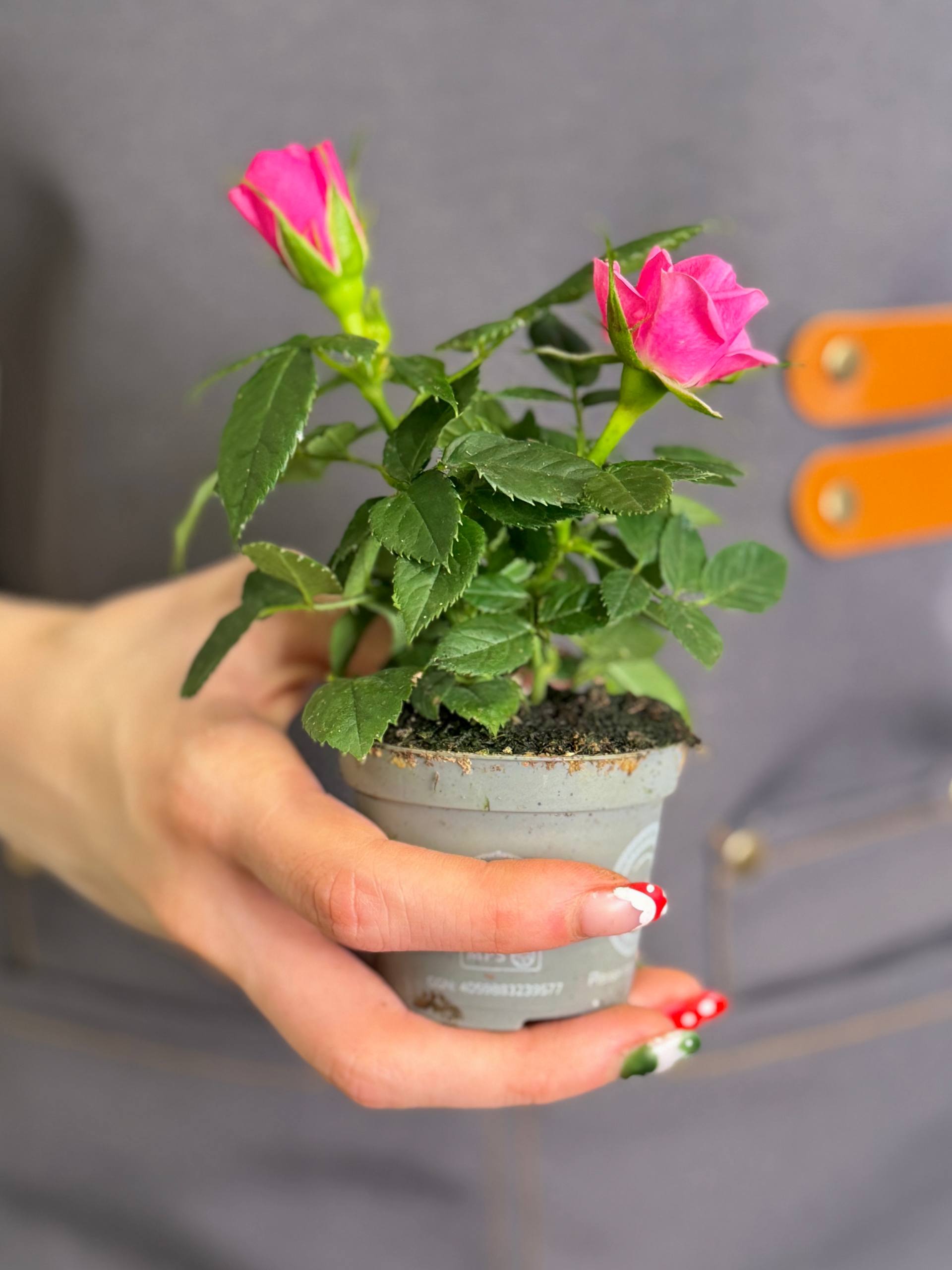 Роза Даника комнатная розовая (Rosa Danica Pink) D6см