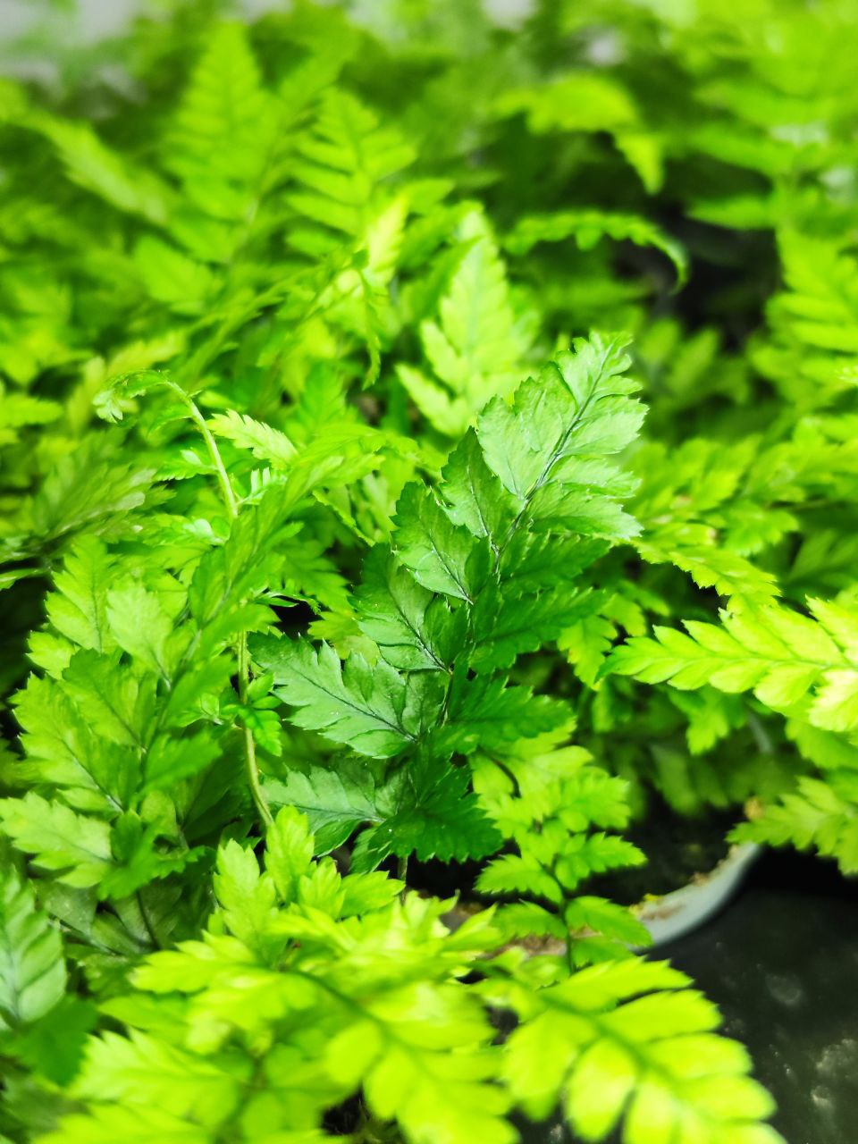 Полистихум Цусимский, или Корейский Скальный Папоротник (Polystichum Tsus-Simense) D6см