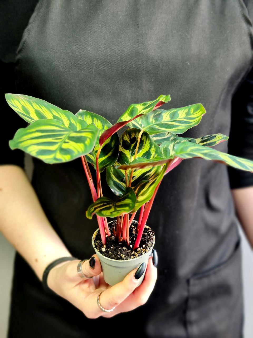 Калатея Макояна (Calathea Makoyana) D7см