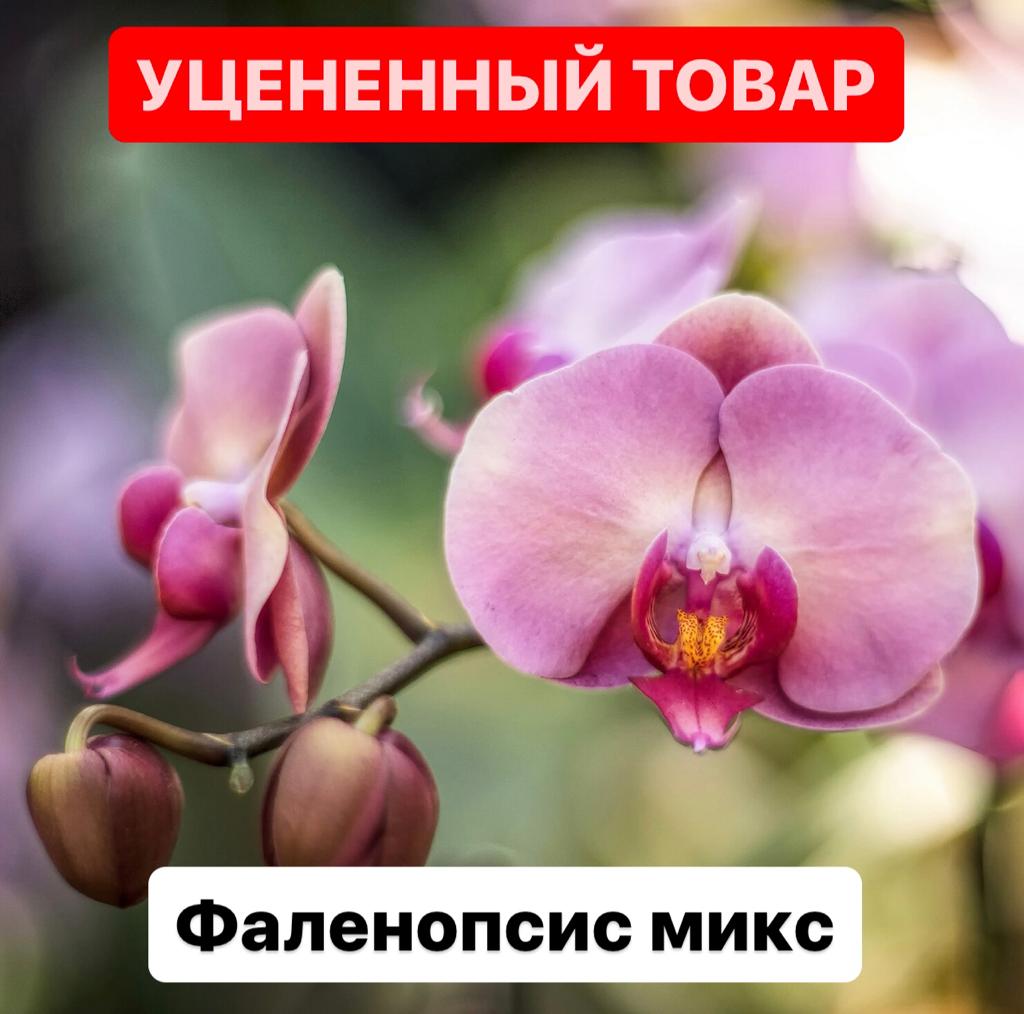 Орхидея Фаленопсис MIX D6см (уцен.)
