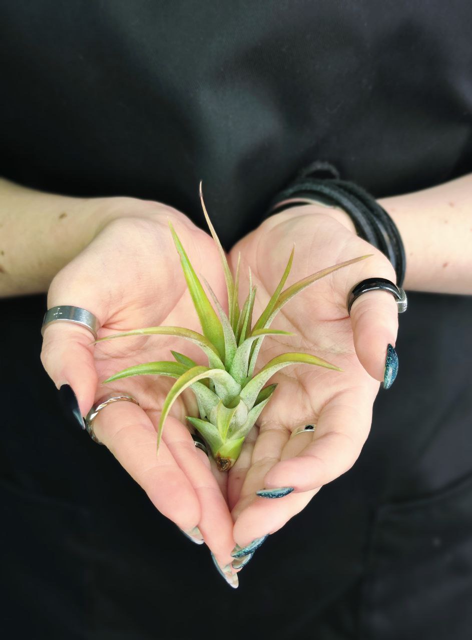 Тилландсия Мэджик Мини (Tillandsia Magic Mini)