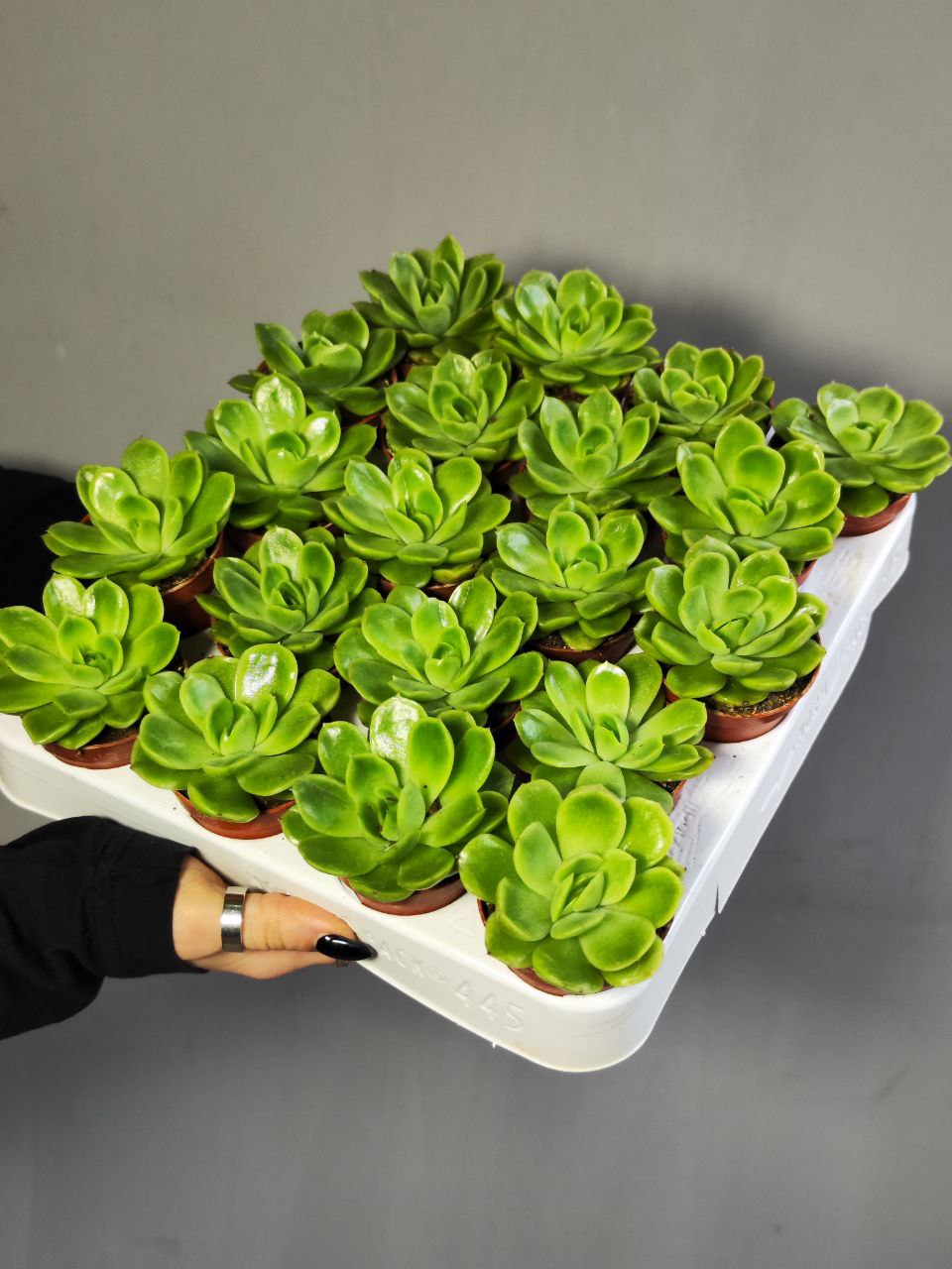 Эхеверия Гилва Грин (Echeveria Gilva Green) D5см