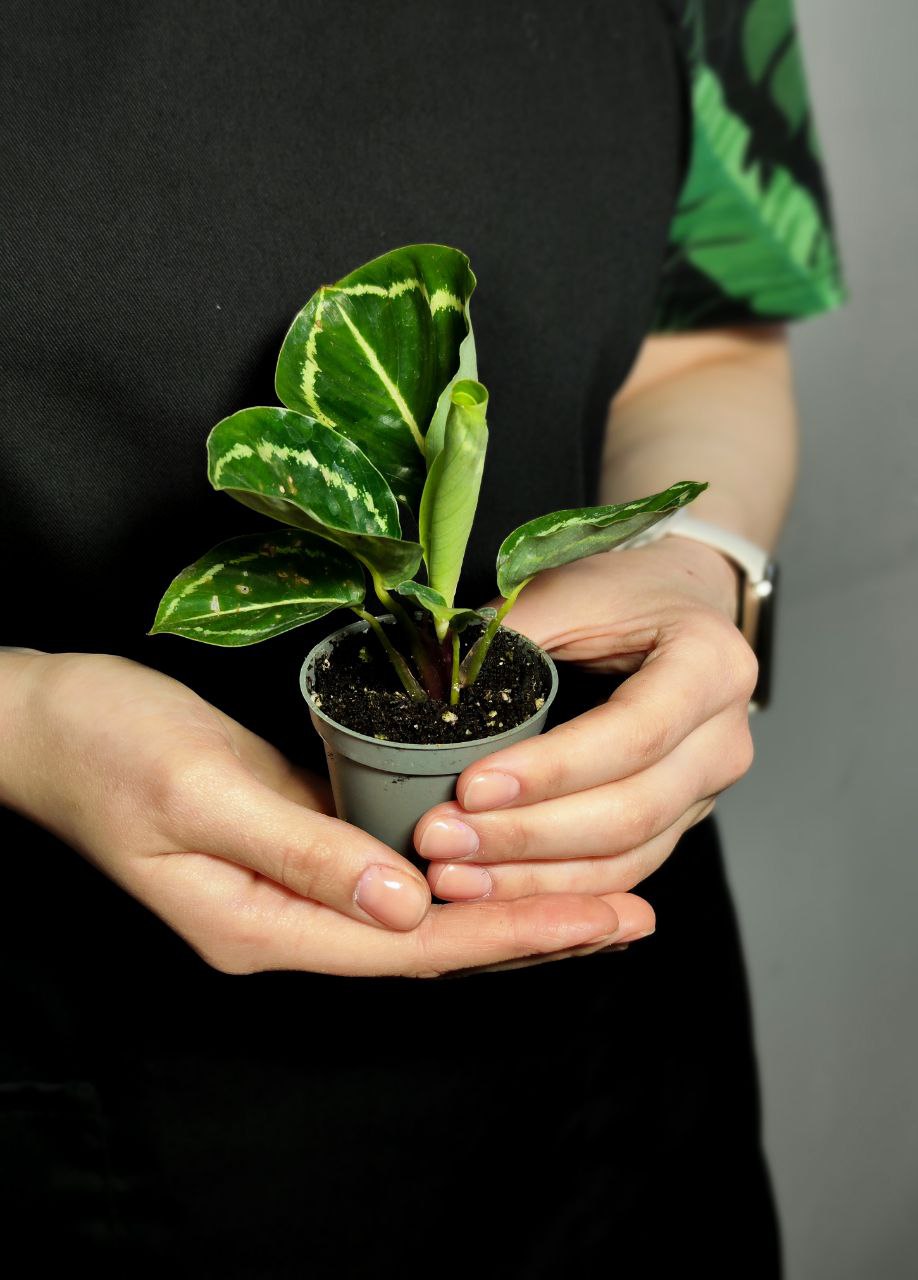 Калатея Розеопикта Грин (Calathea Roseopicta Green) D6см
