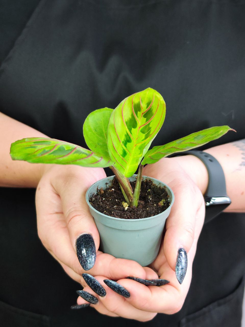 Маранта Ред Страйп (Maranta Red Stripe) D6см