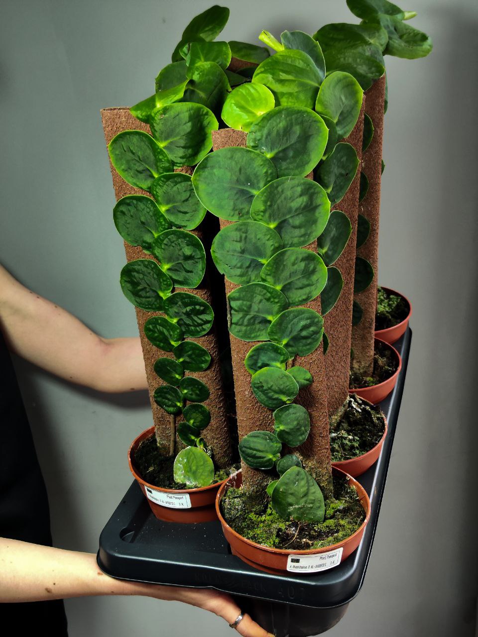 Рафидофора Целатокаулис (Rhaphidophora Celatocaulis) D14см