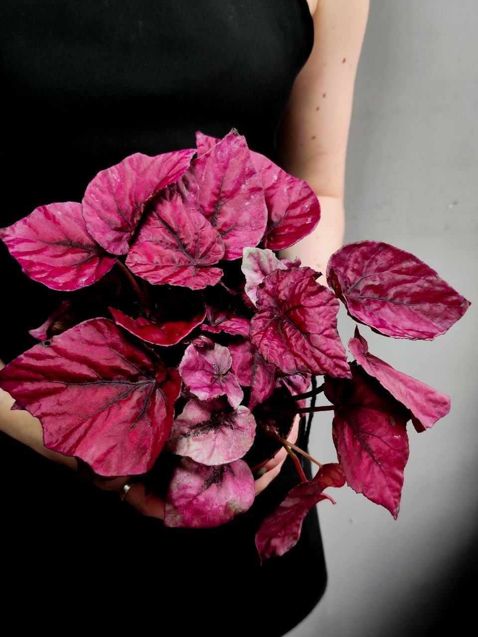 Бегония Рекс Инка Флейм (Begonia Rex Inca Flame) D12см