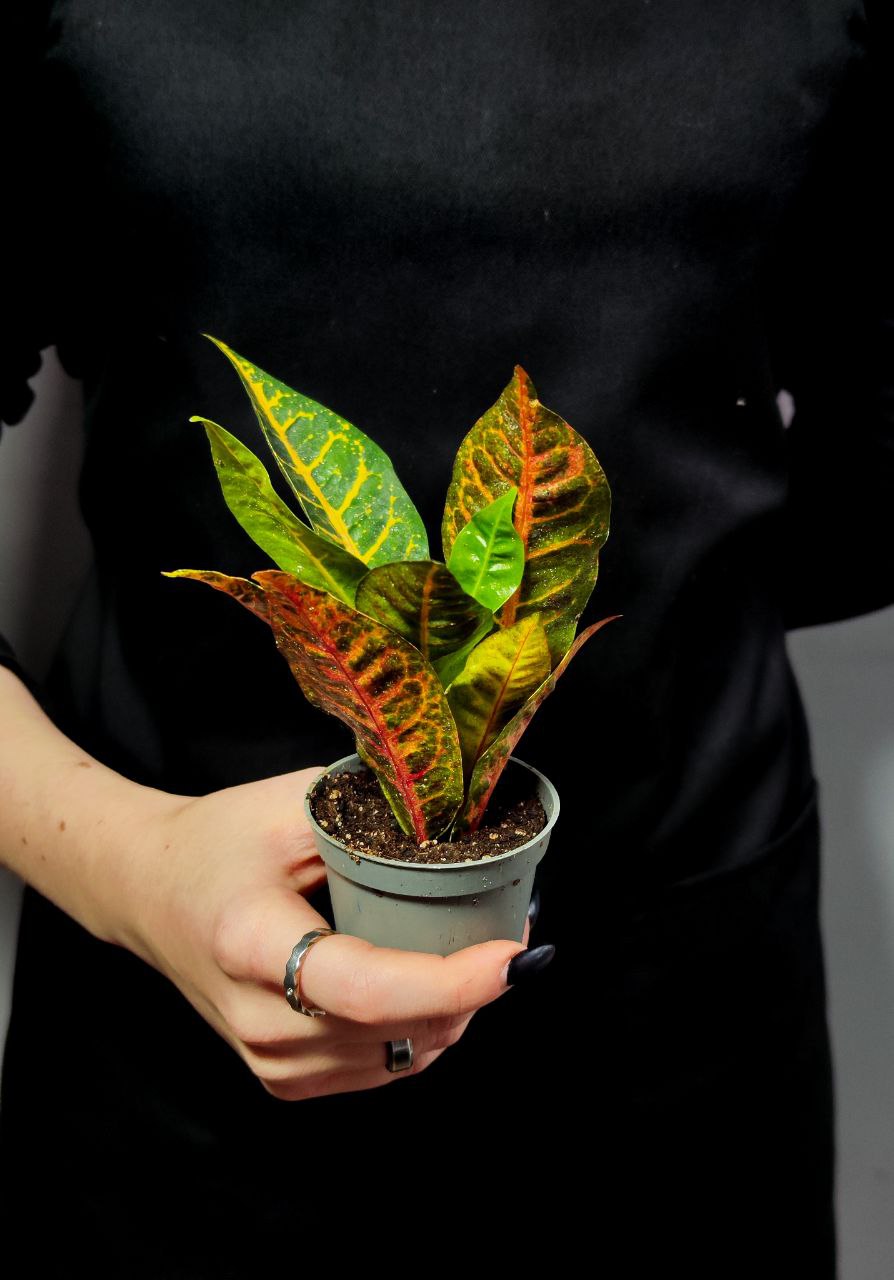 Кодиеум Моар Йеллоу (Codiaeum Moar Yellow) D6см