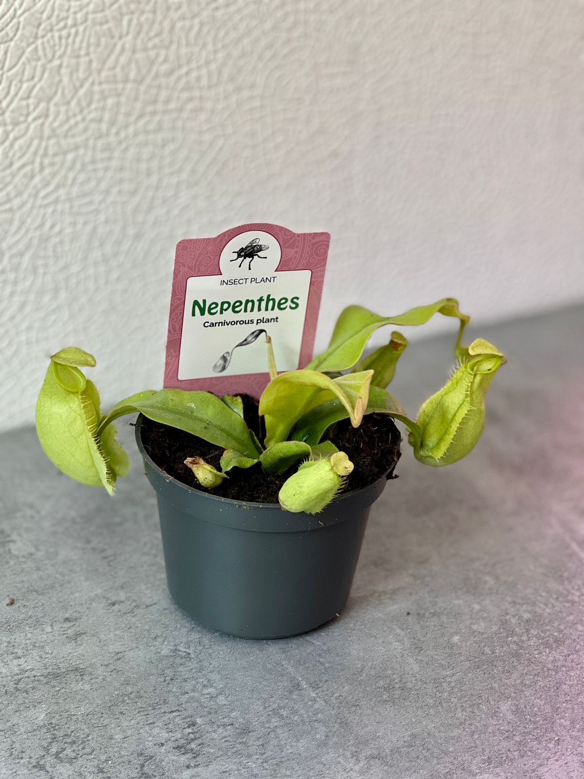 Непентес Ампулярия Зеленая (Nepenthes Ampullaria green) D9см