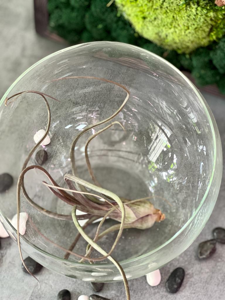 Тилландсия Псевдобалей (Tillandsia Pseudobaileyi)