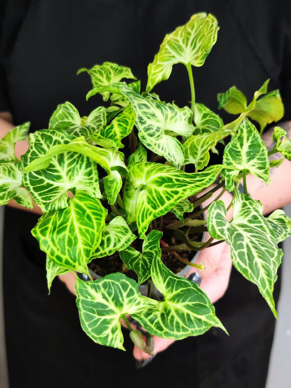Сингониум Батик (Syngonium Batik) D11см