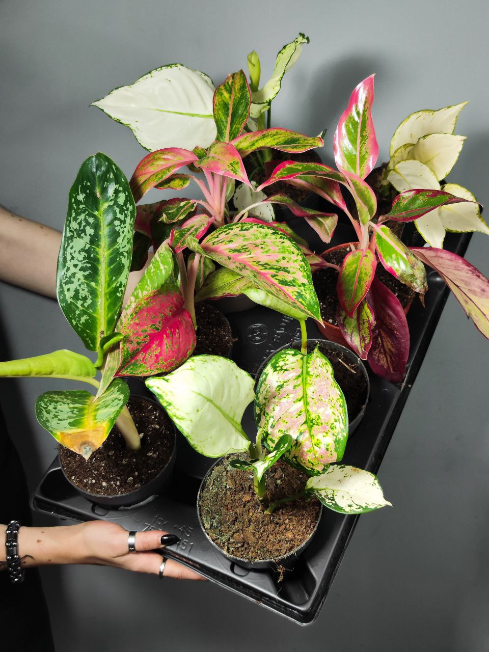Аглаонема Микс УЦЕНКА (Aglaonema Mix) D12см
