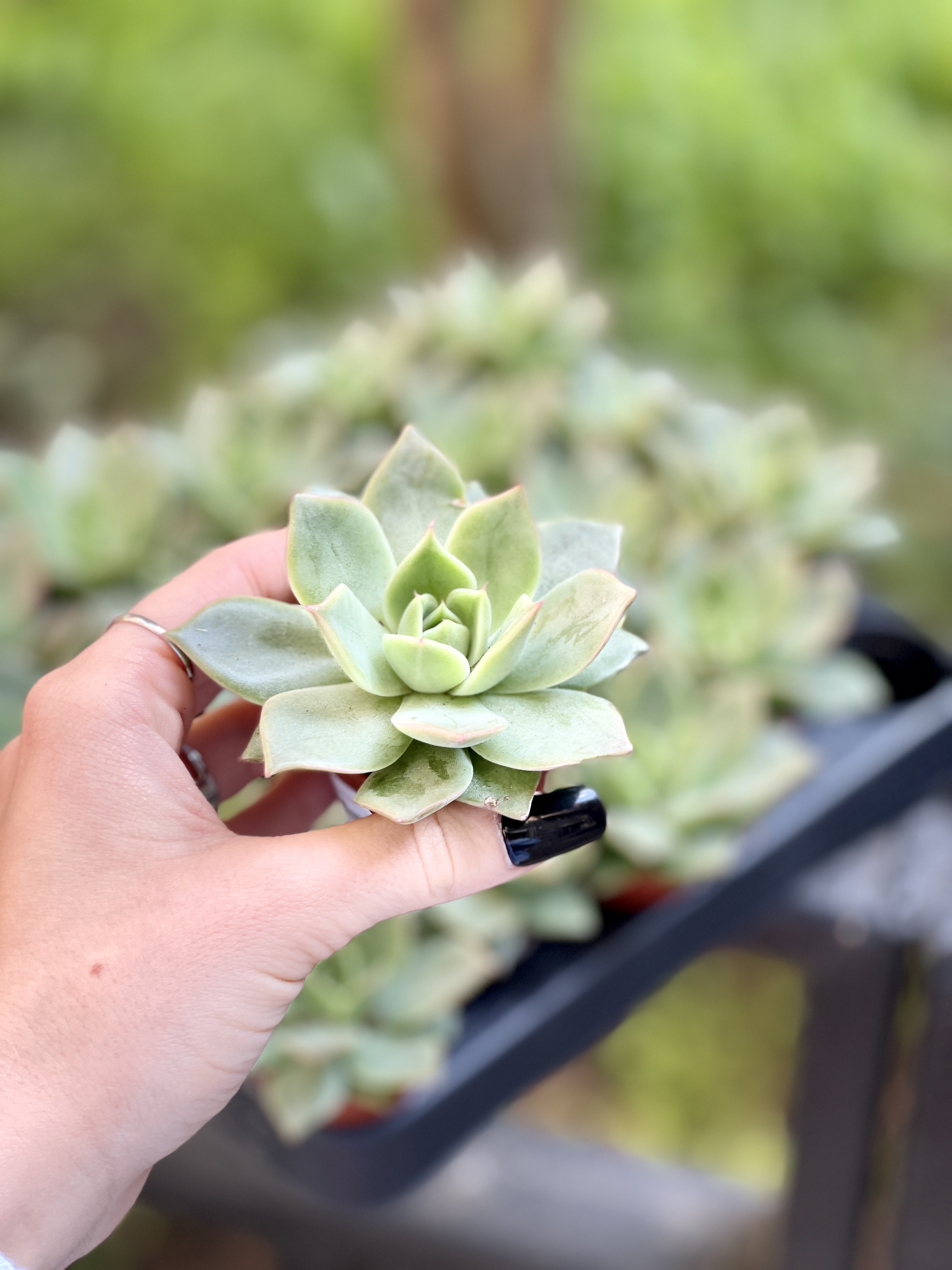 Эхеверия Максус (Echeveria Maxxus) D5см