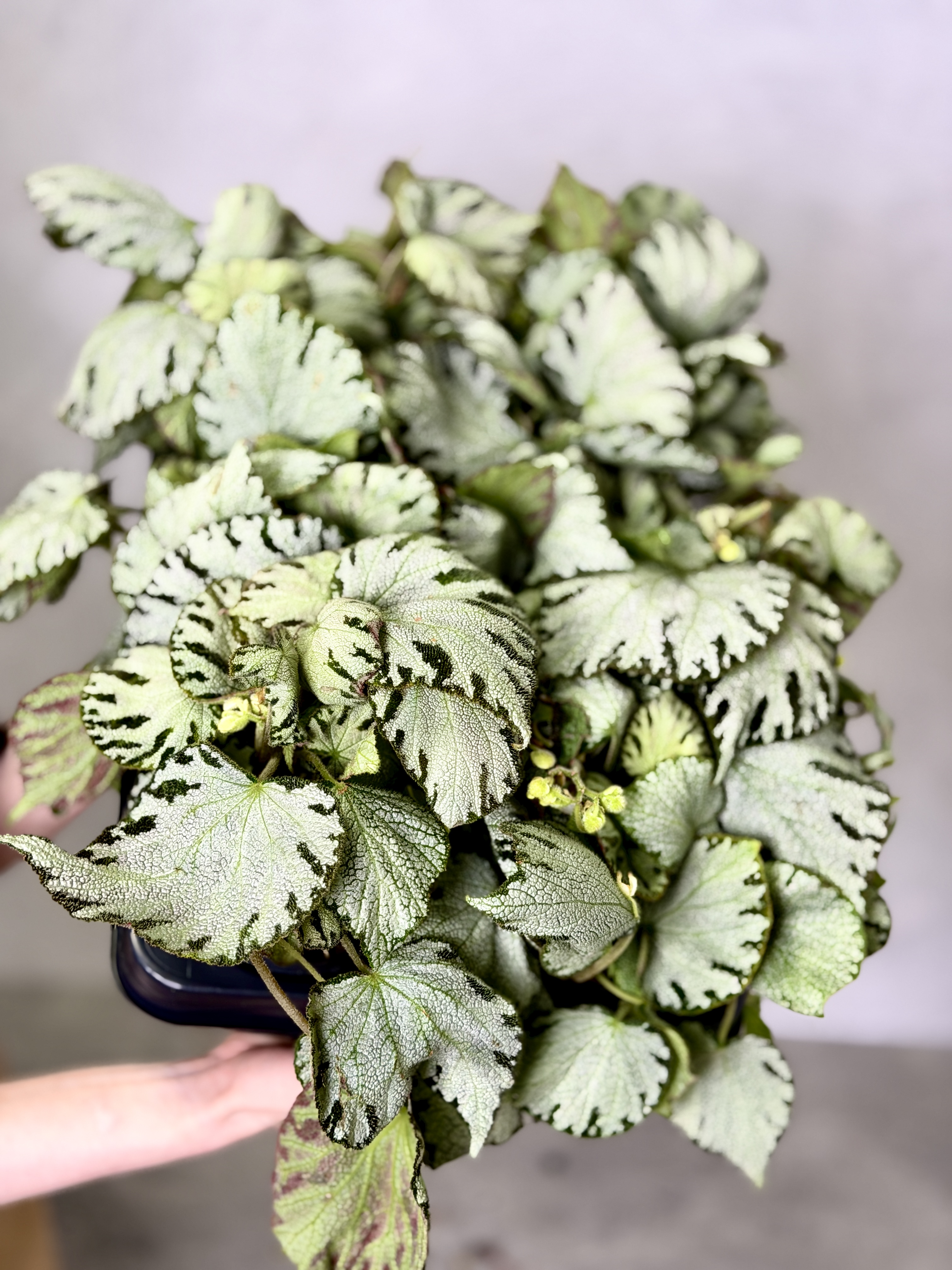 Бегония Сильвер Джевел (Begonia Silver Jewel) D12см