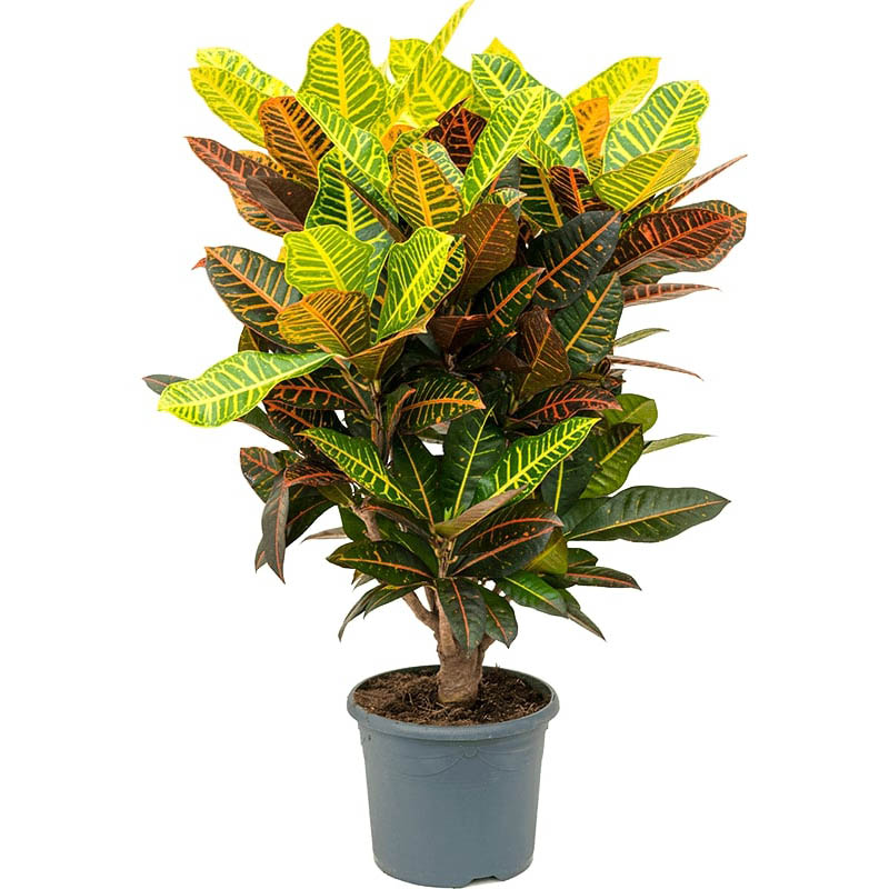 Кодиеум Петра (лат. Codiaeum Petra) 1 метр