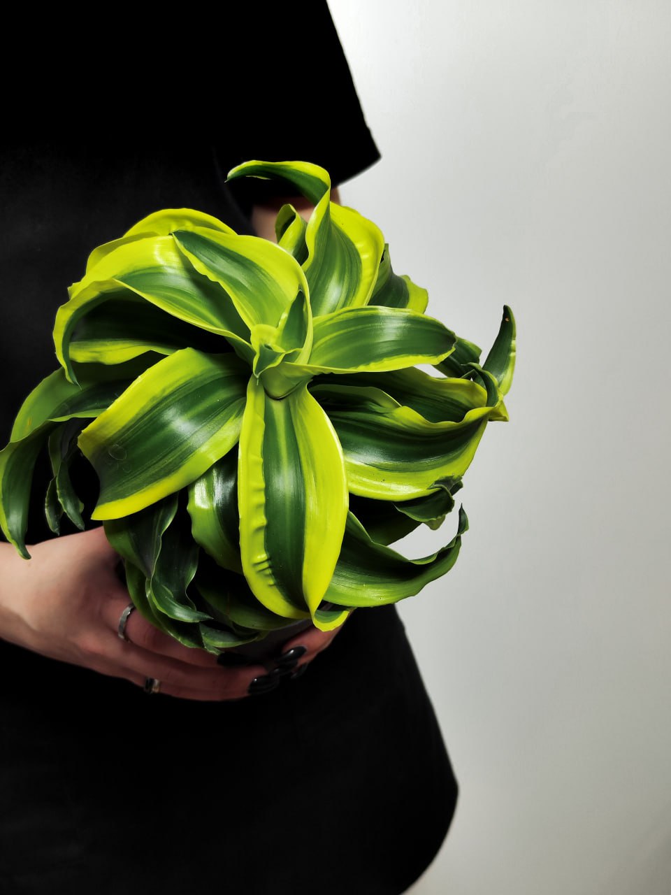 Драцена Фрагранс Торнадо (Dracaena Fragrans Tornado) D12см