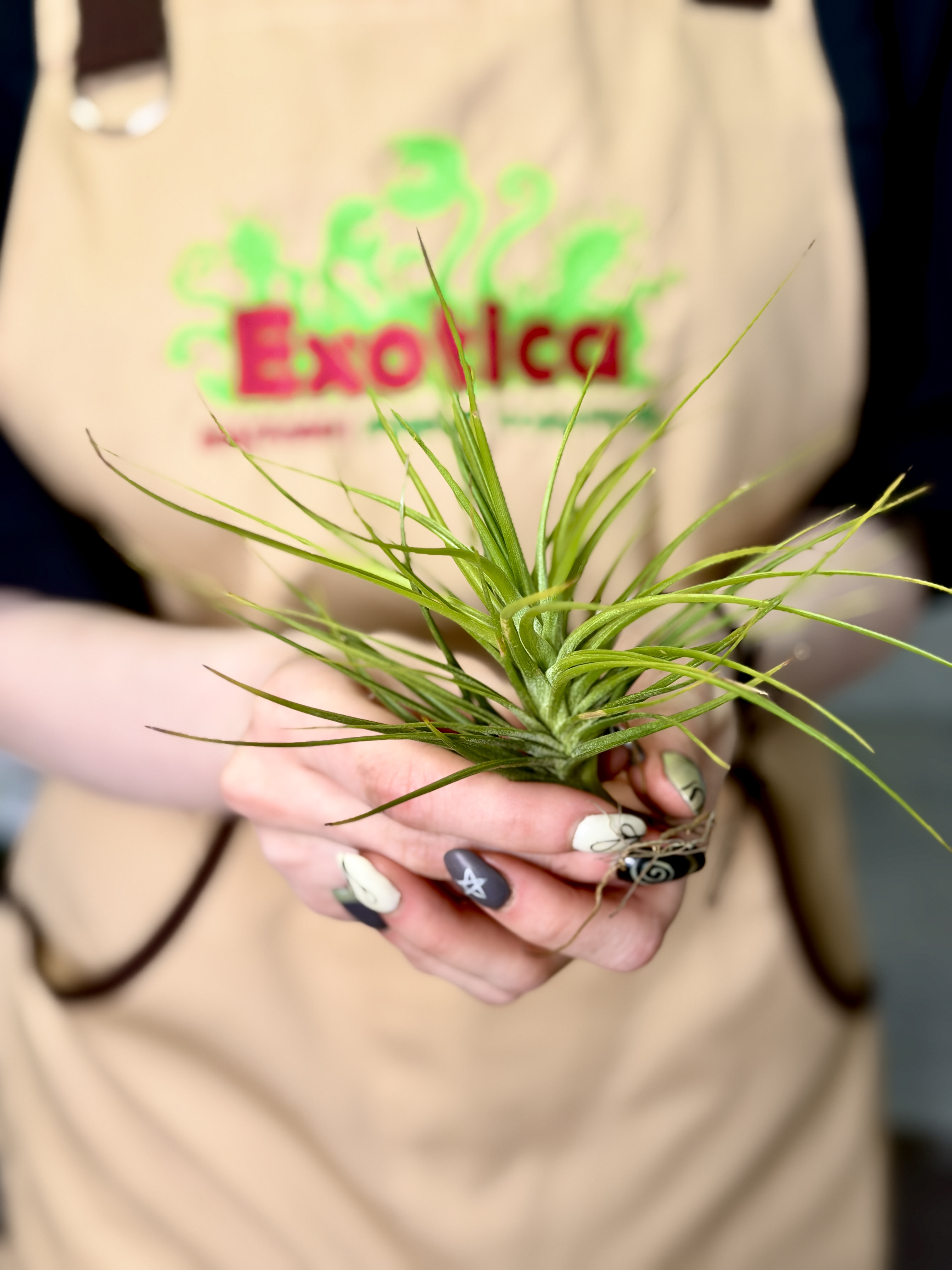 Тилландсия Стеблевая, или  Каулесценс (Tillandsia Caulescens)