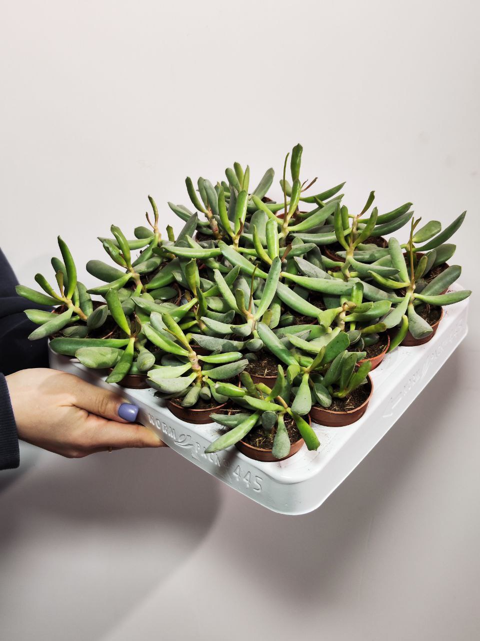 Адромискус Филикаулис, или Тонкостебельный (Adromischus Filicaulis) D5см