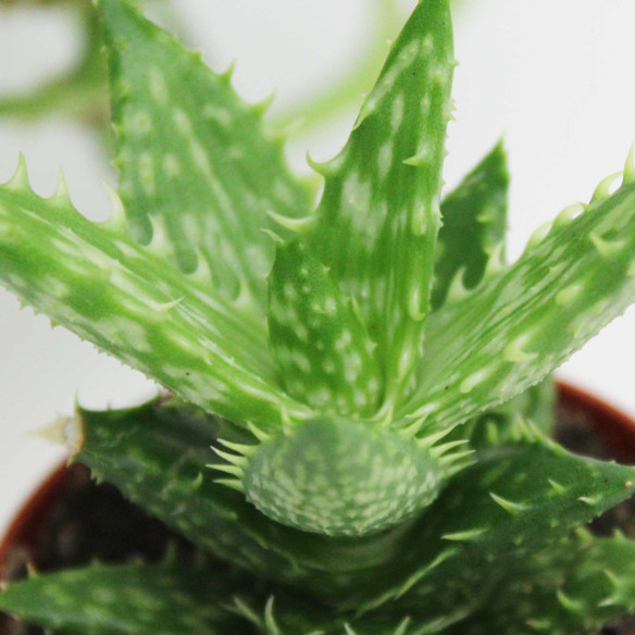 Алоэ Оттопыренное (Aloe Squarrosa) D5см