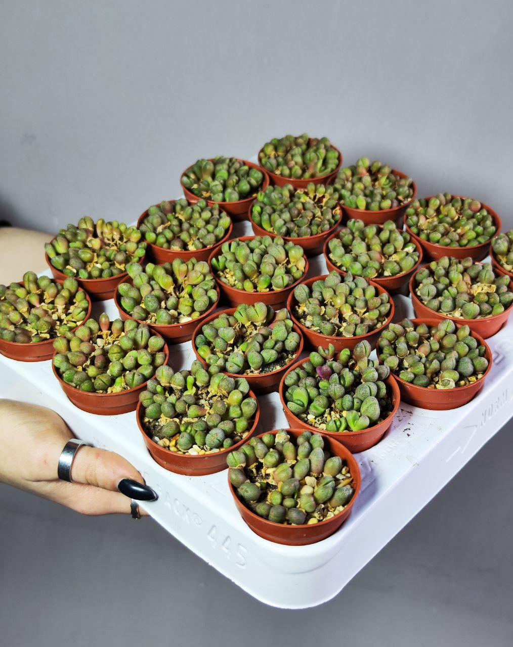 Плейоспилос Нелли Мини (Pleiospilos Nelii Mini) D5см