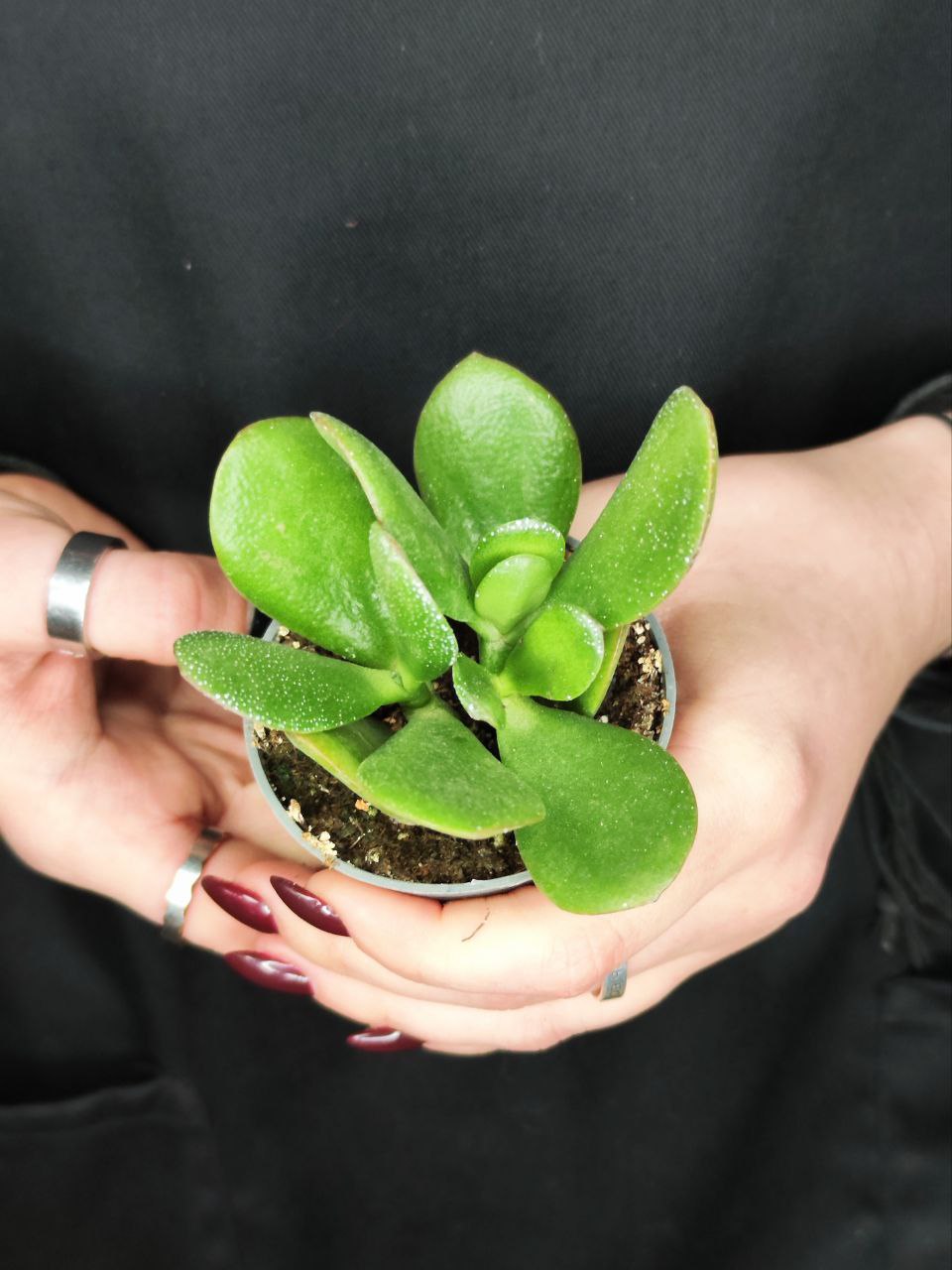 Толстянка Яйцевидная, или Денежное Дерево (Crassula Ovata) D5см
