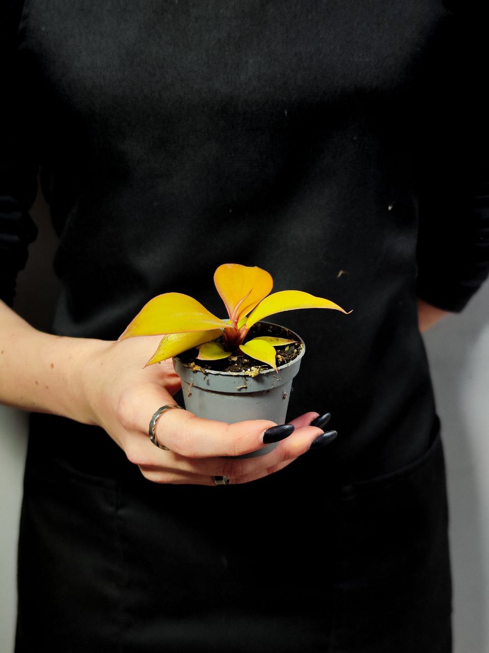 Филодендрон Санлайт (Philodendron Sunlight) D6см