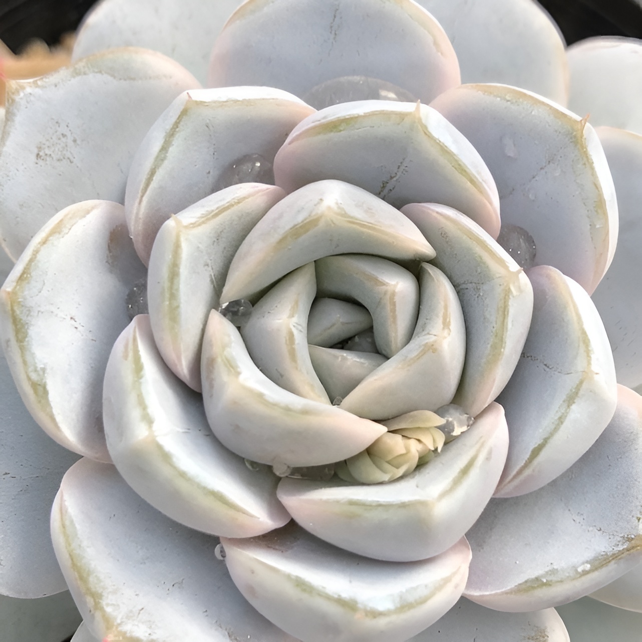 Эхеверия Сноу Банни (Echeveria Snow Bunny) D5см