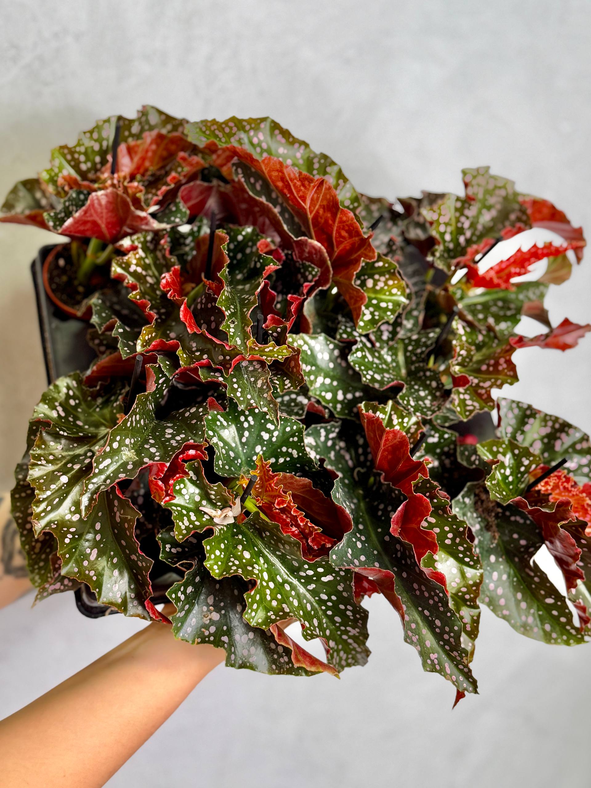 Бегония Краклин Рози (Begonia Cracklin Rosie) D6см