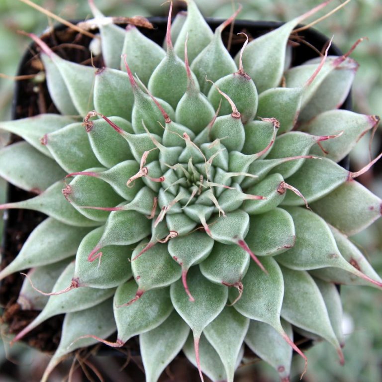 Граптопеталум Филиферум (Graptopetalum Feliferum) D5см