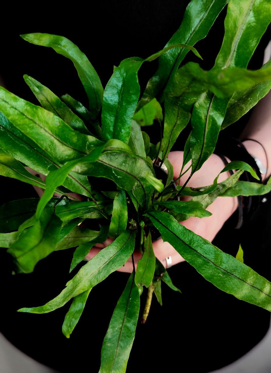 Папоротник Таиландский (Microsorum Pteropus) D6см, аквариумное растение