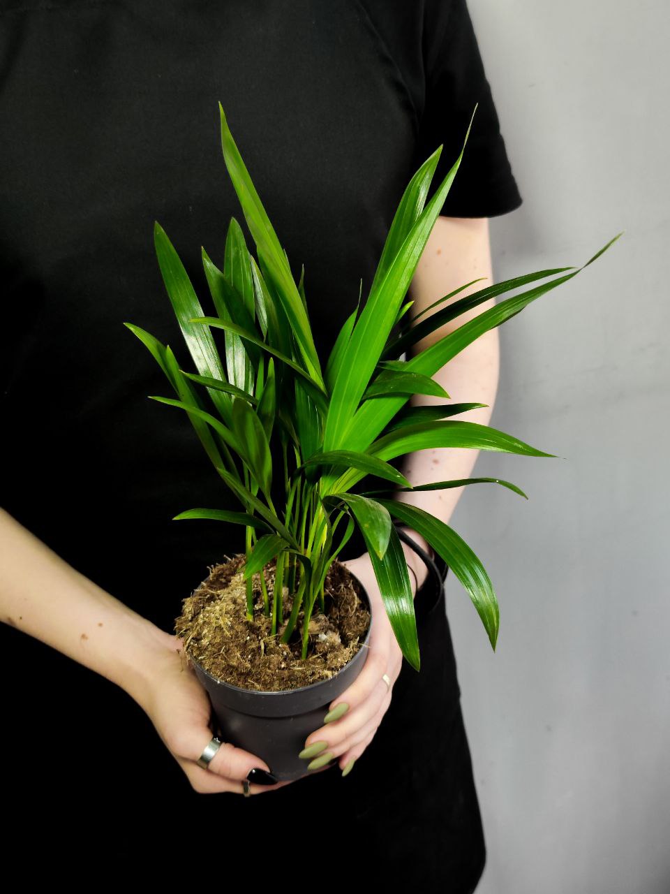 Пальма Дипсис Желтоватый (Dypsis Lutescens) D11см
