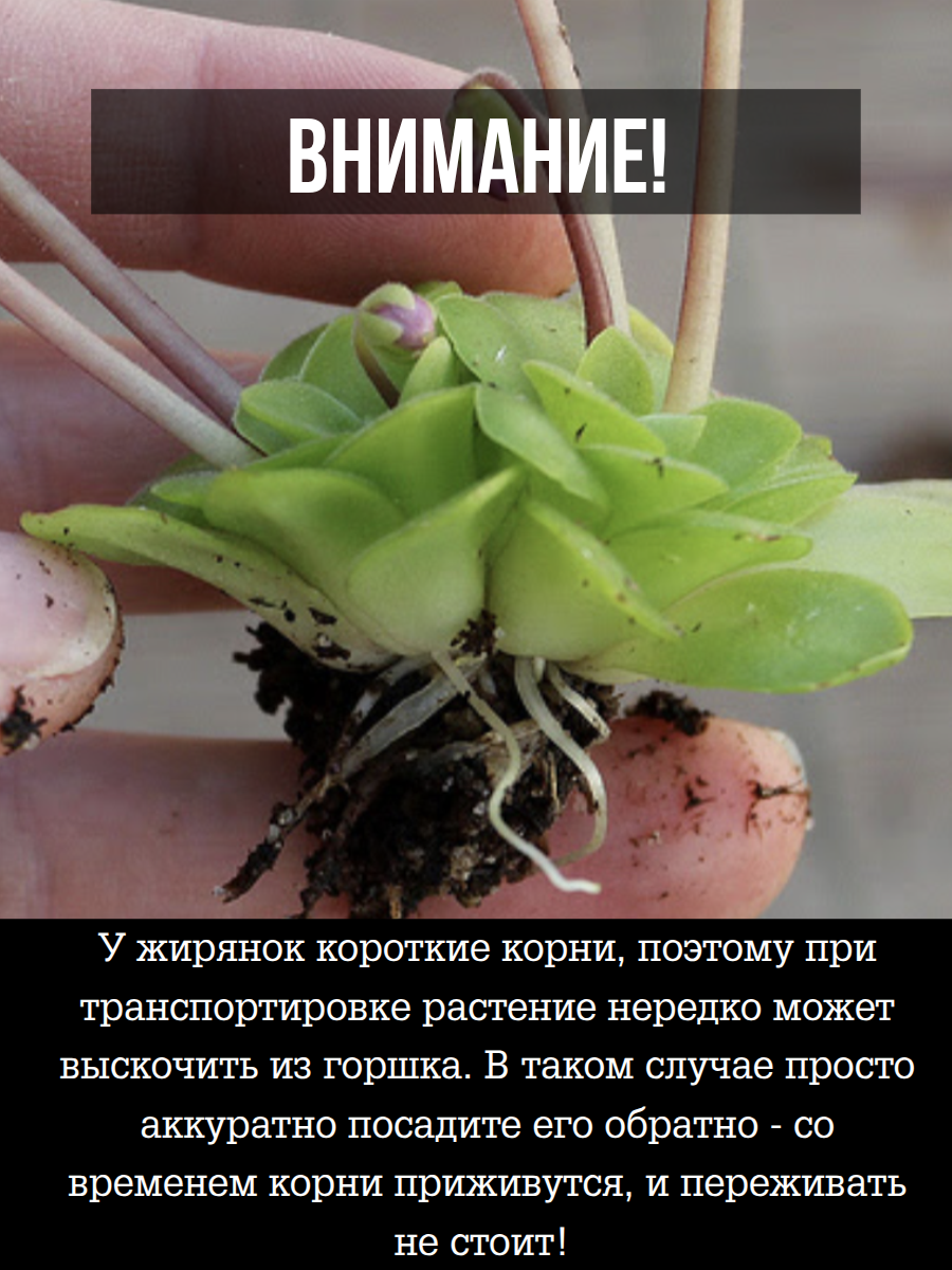 Жирянка Кандой (Pinguicula Kondoi) D9см