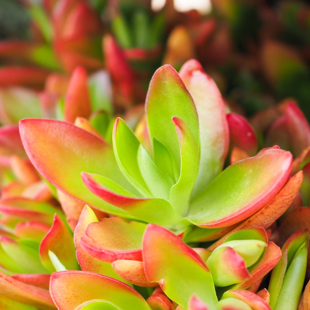 Крассула Капителла Кэмпфайер Ред (Crassula Capitella Campfire Red) D8,5см