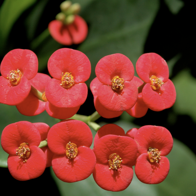Эуфорбия Миля Красная (Euphorbia Milii Red) D6см