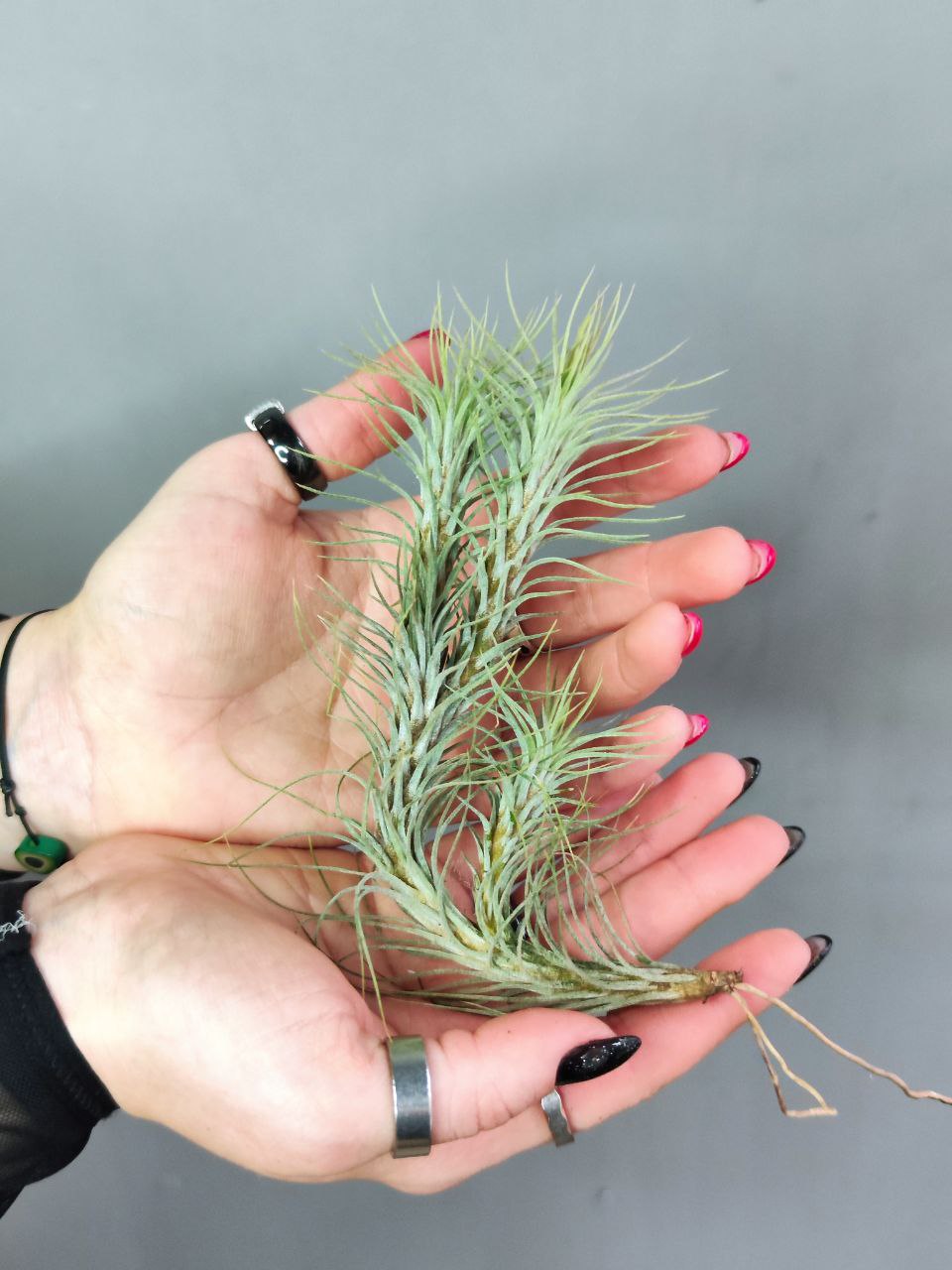 Тилландсия Фанкиана Груп (Tillandsia Funckiana Group)
