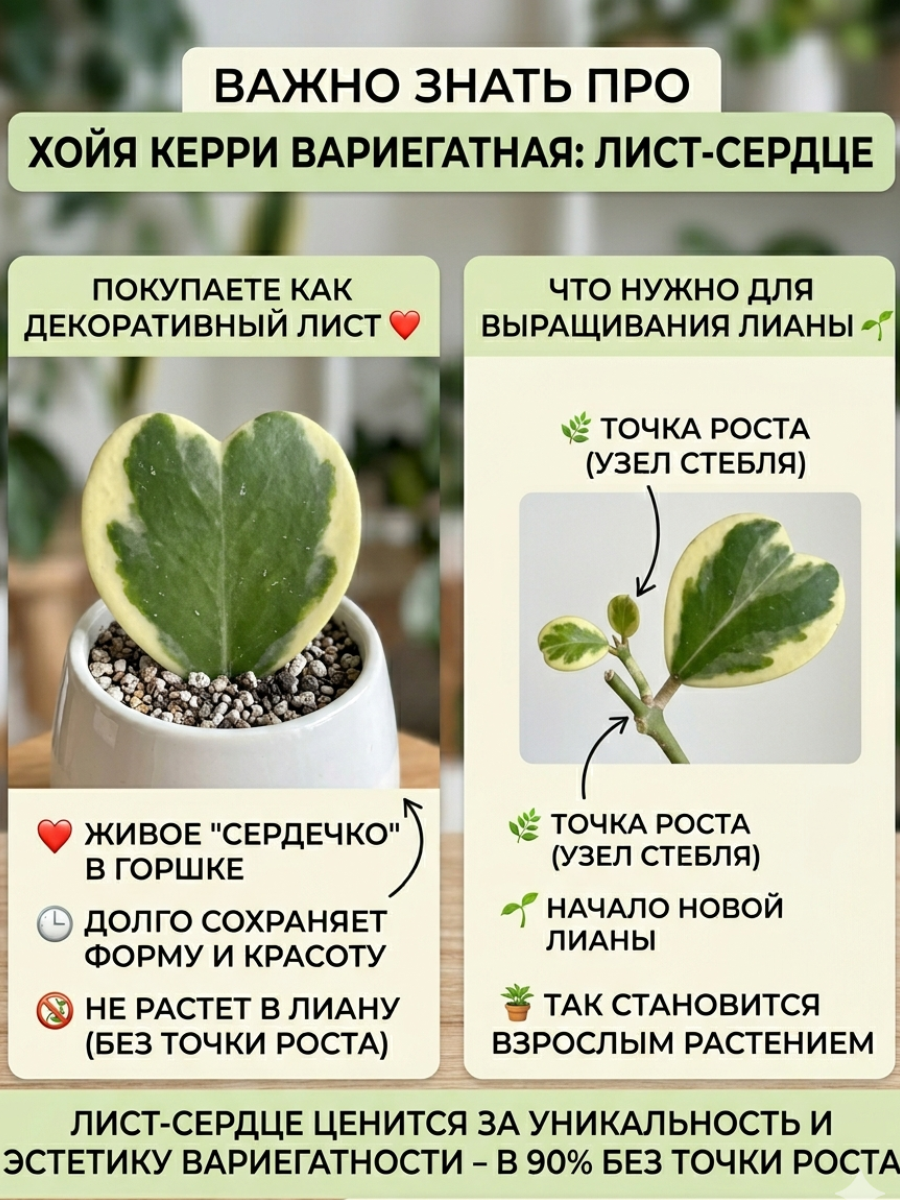 Хойя Керри Вариегатная (Hoya Kerrii Variegated) D6см