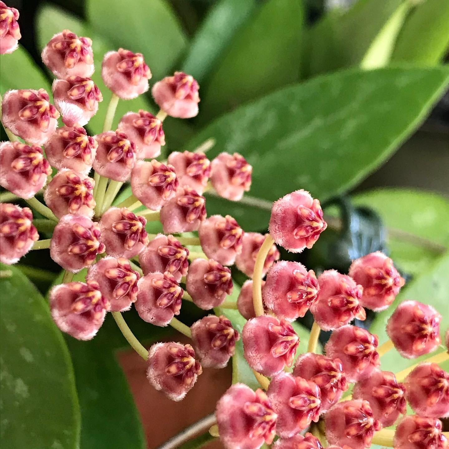 Хойя Грацилис (Hoya Gracilis) D6см