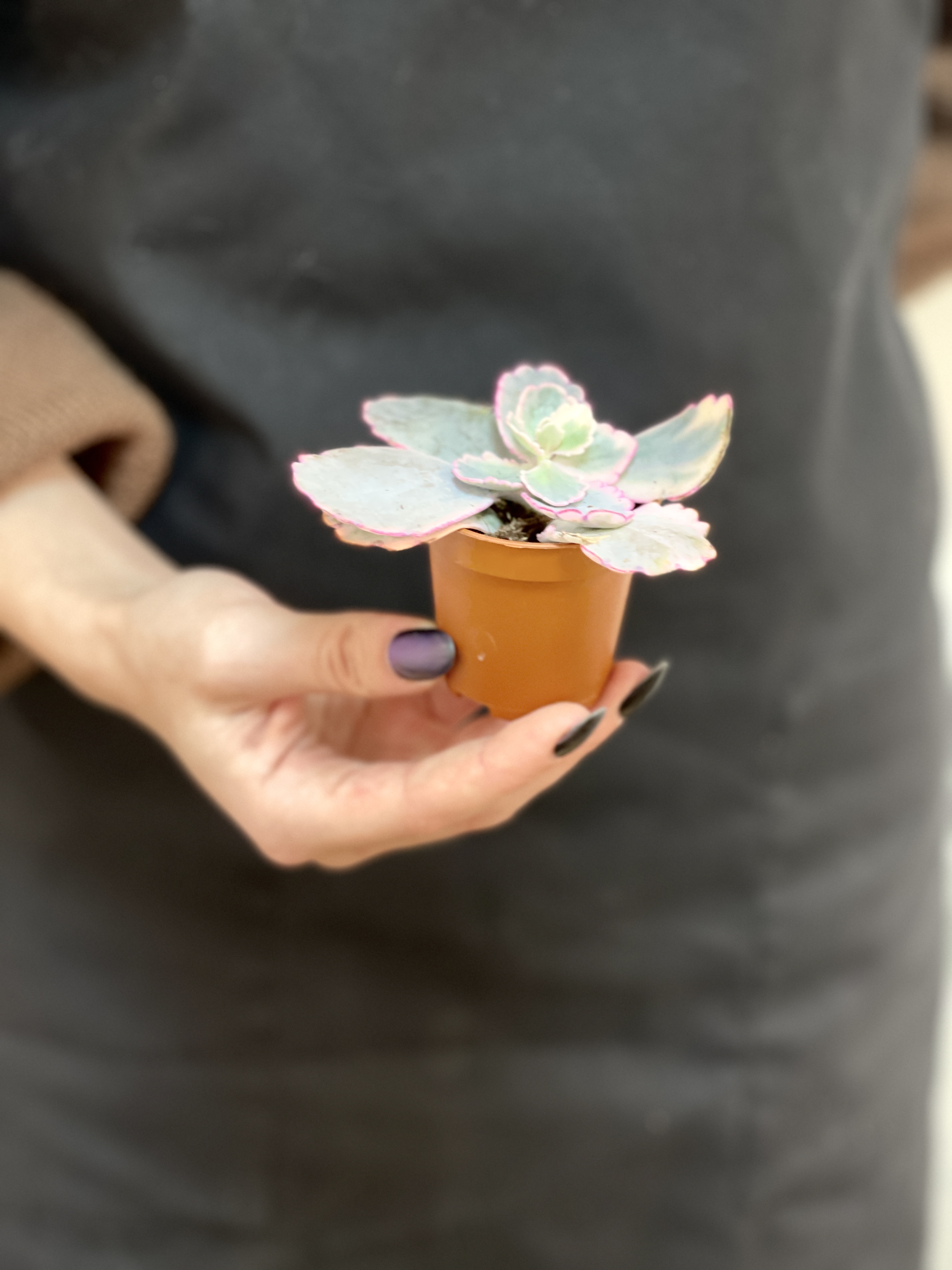 Каланхоэ Федченко Вариегатный (Kalanchoe Fedtschenkoi Variegata) D5см