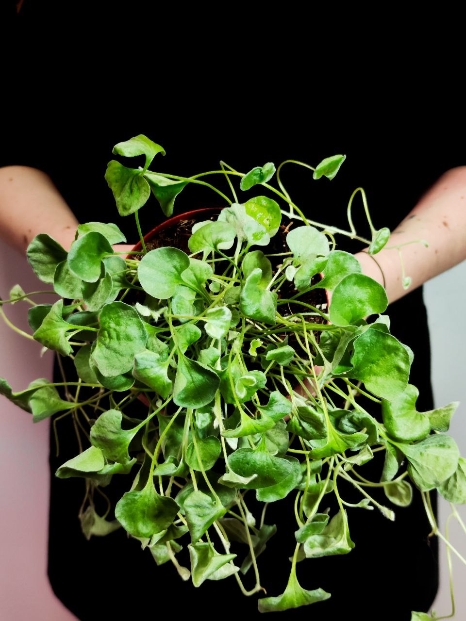 Дихондра Cеребристая (Dichondra Argentea) D12см