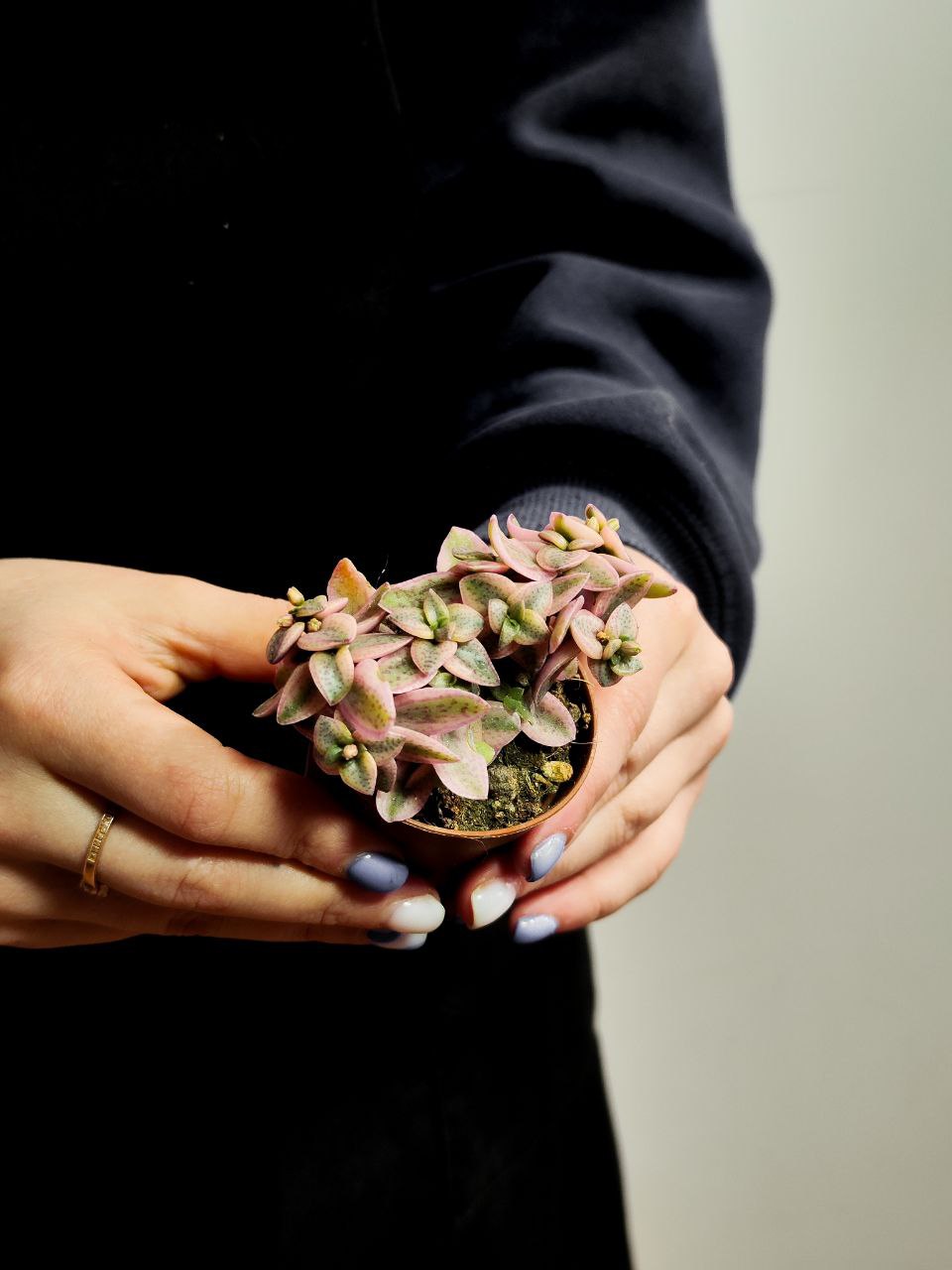 Крассула Капителла Розеа (Crassula Capitella Rosea) D5см