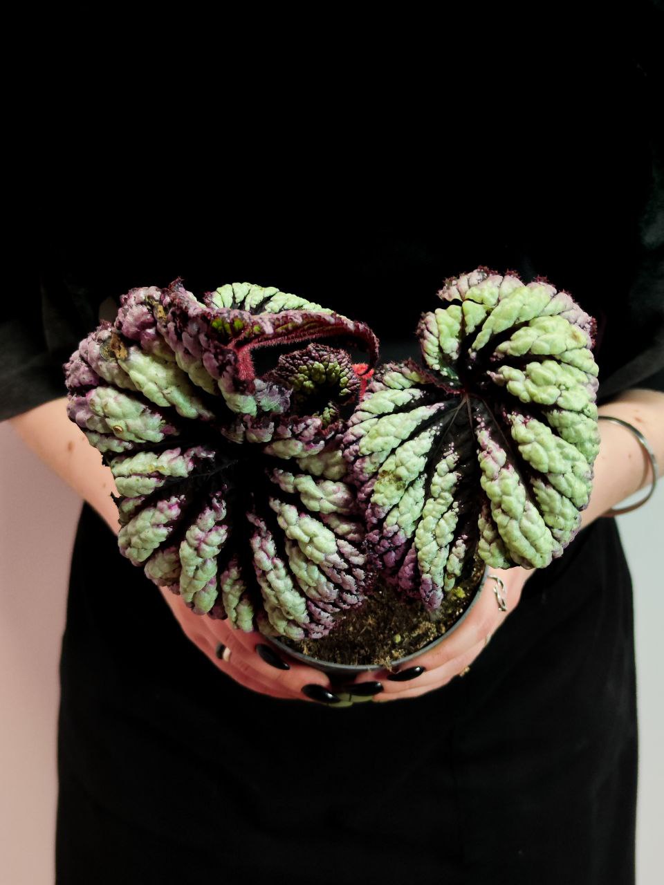 Бегония Рекс Файерворкс (Begonia Rex Fireworks) D12см