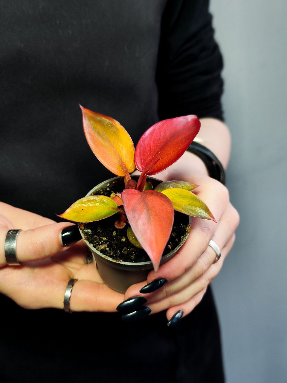 Филодендрон Ред Сан (Philodendron Red Sun) D6см