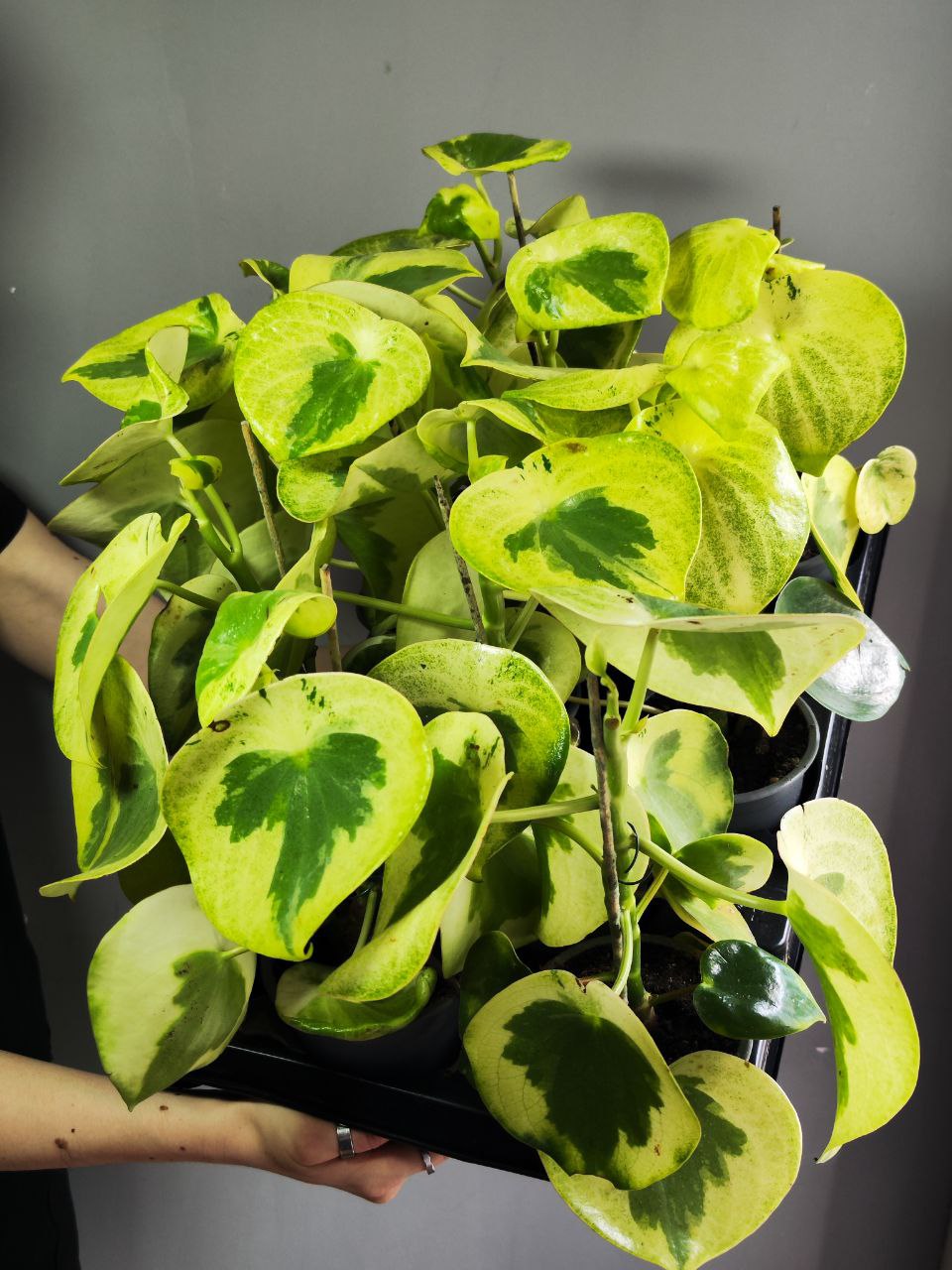 Пеперомия Полиботрия Рейндроп Вариегатная (Peperomia Polybotrya Raindrop Variegata) D12см