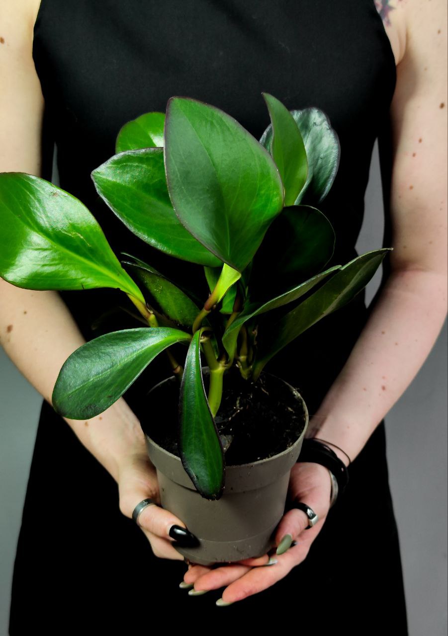 Пеперомия Клузиелистная Ред Маргин (Peperomia Сlusiifolia Red Margin) D12см