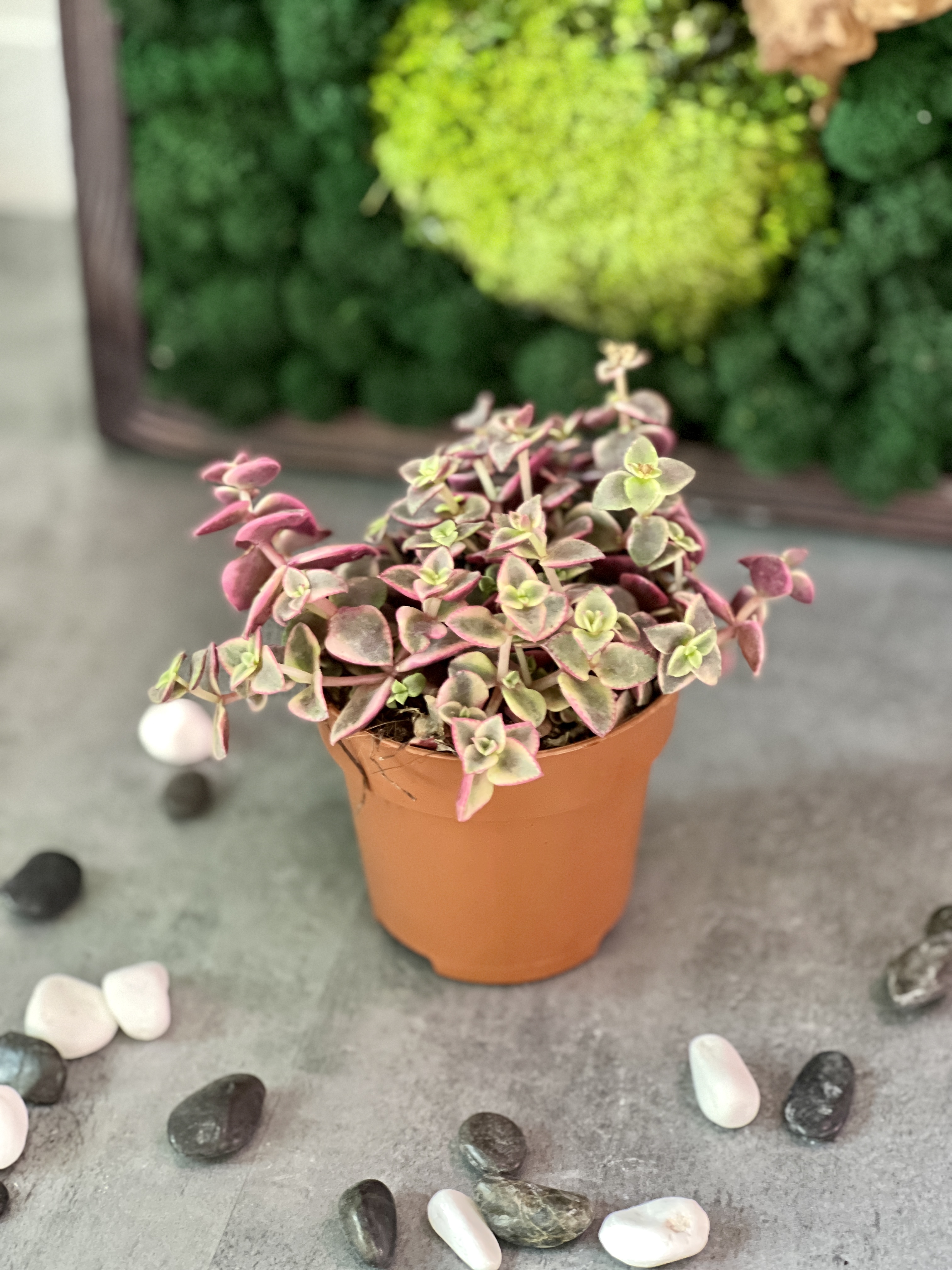 Крассула Маргиналис (Crassula Marginalis) D8см