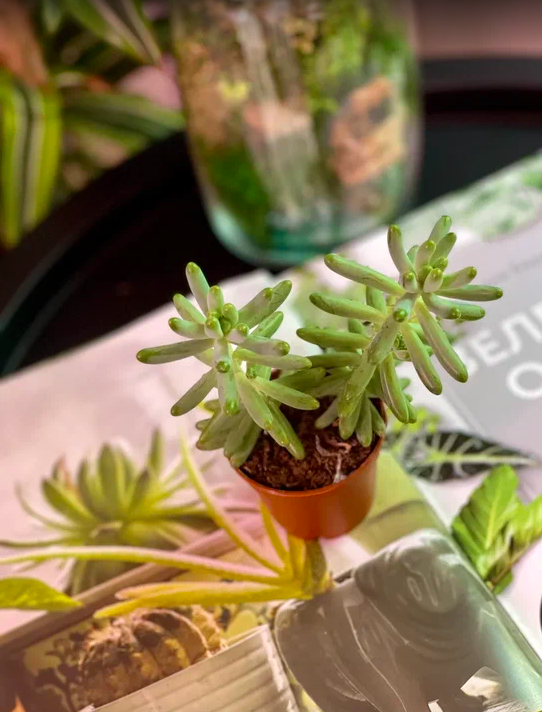 Седум Толстолистный, или Пахифиллюм (Sedum Pachyphyllum) D5см