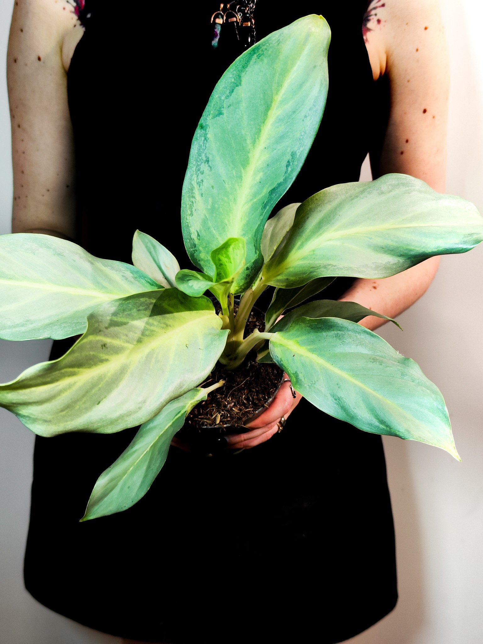 Аглаонема Аква Грин (Aglaonema Aqua Green) D12см
