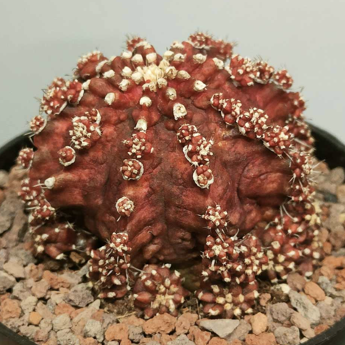 Гимнокалициум Михановича Ти-Рекс (Gymnocalycium Godji T-Rex) D10см