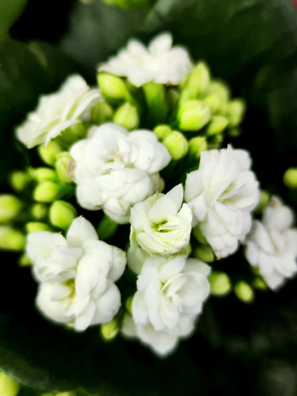 Каланхоэ Розалина Белая (Kalanchoe Rosalina White) D9см